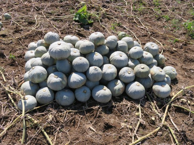 集められたかぼちゃ