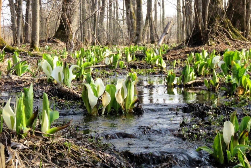 春を告げる水芭蕉