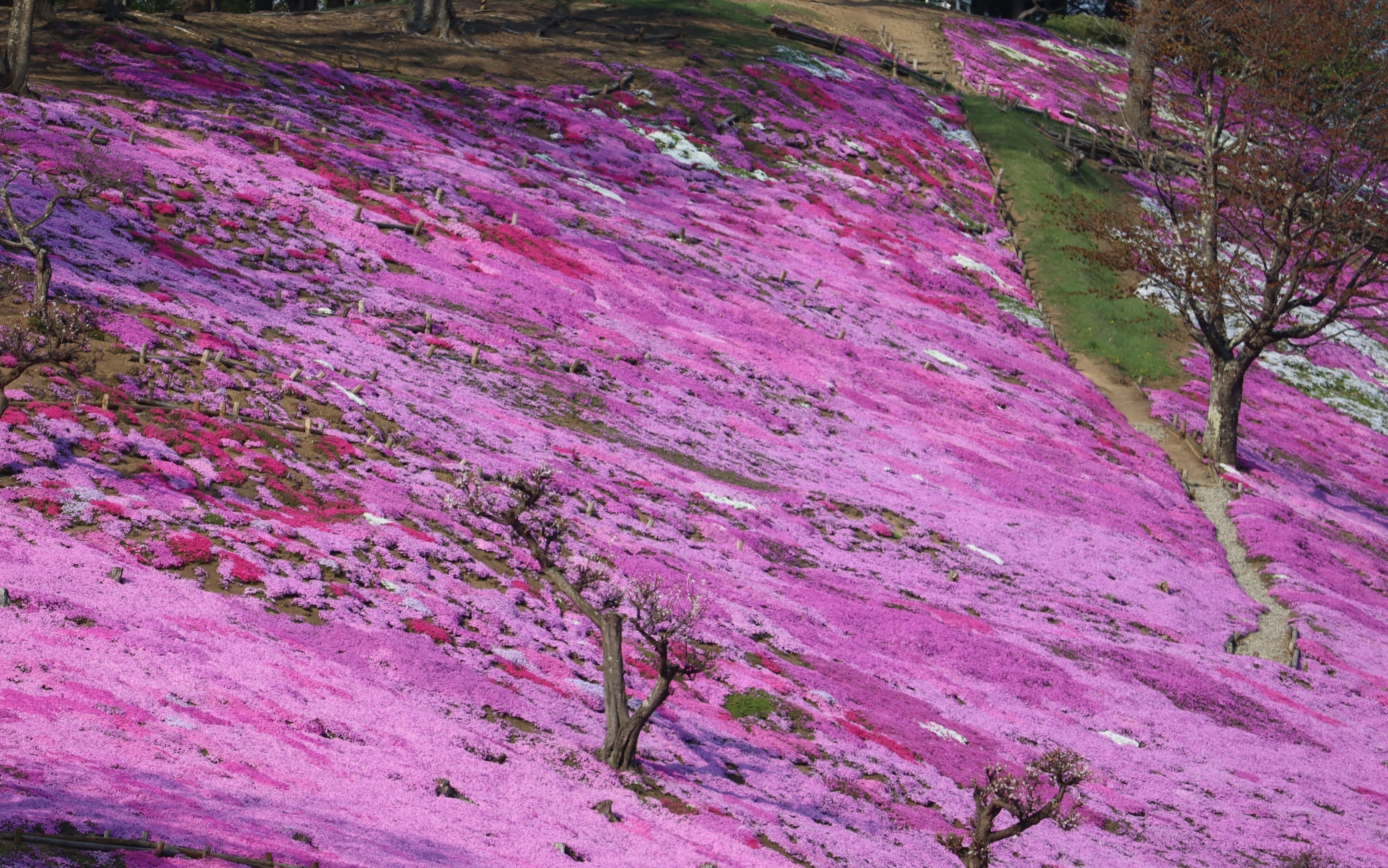 一面咲き誇る芝桜（遠軽町）