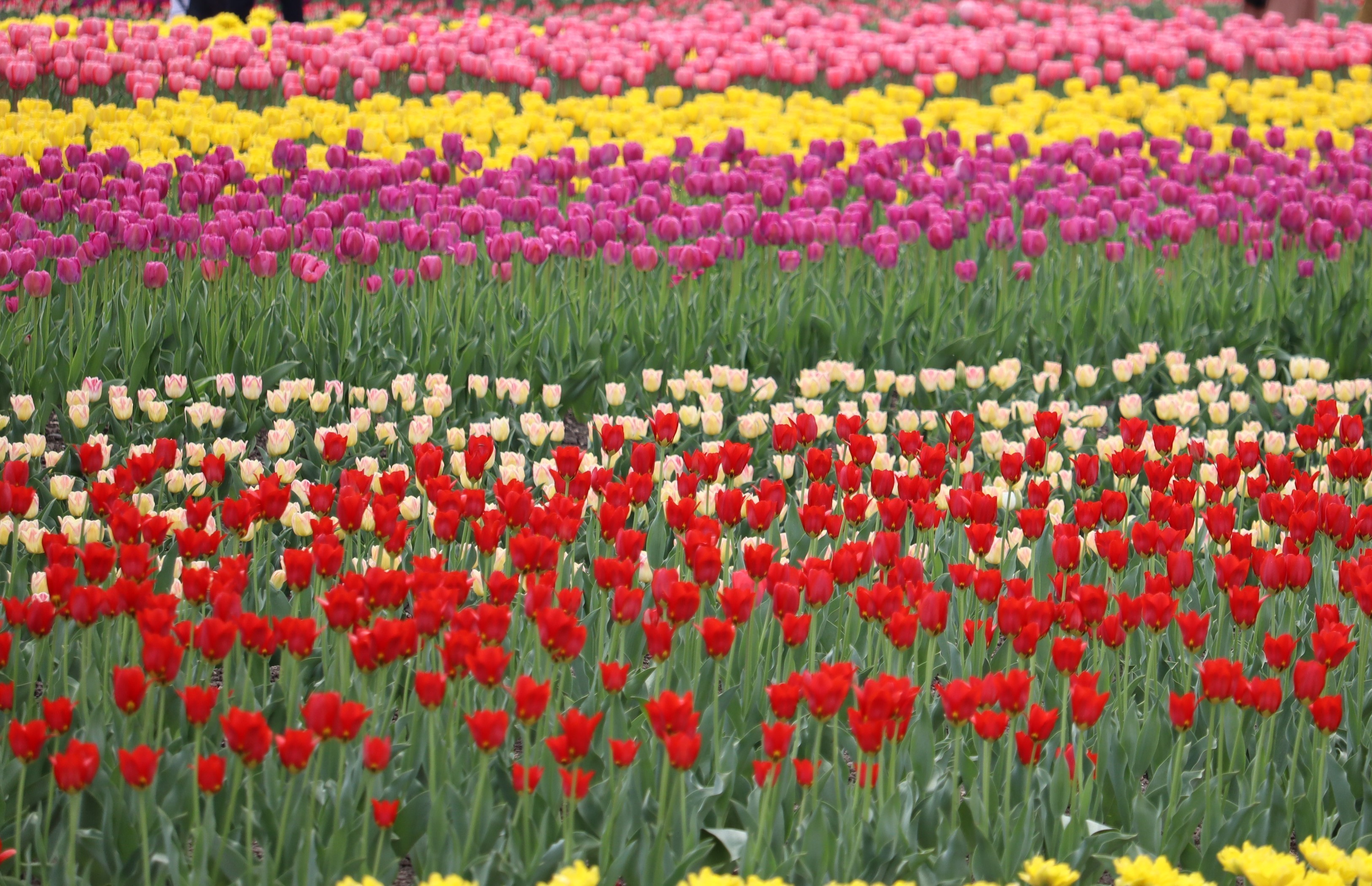 満開のチューリップ畑（湧別町）