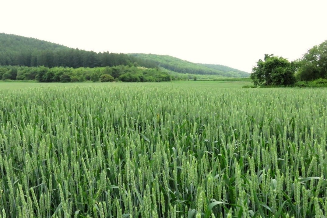 秋まき小麦の畑
