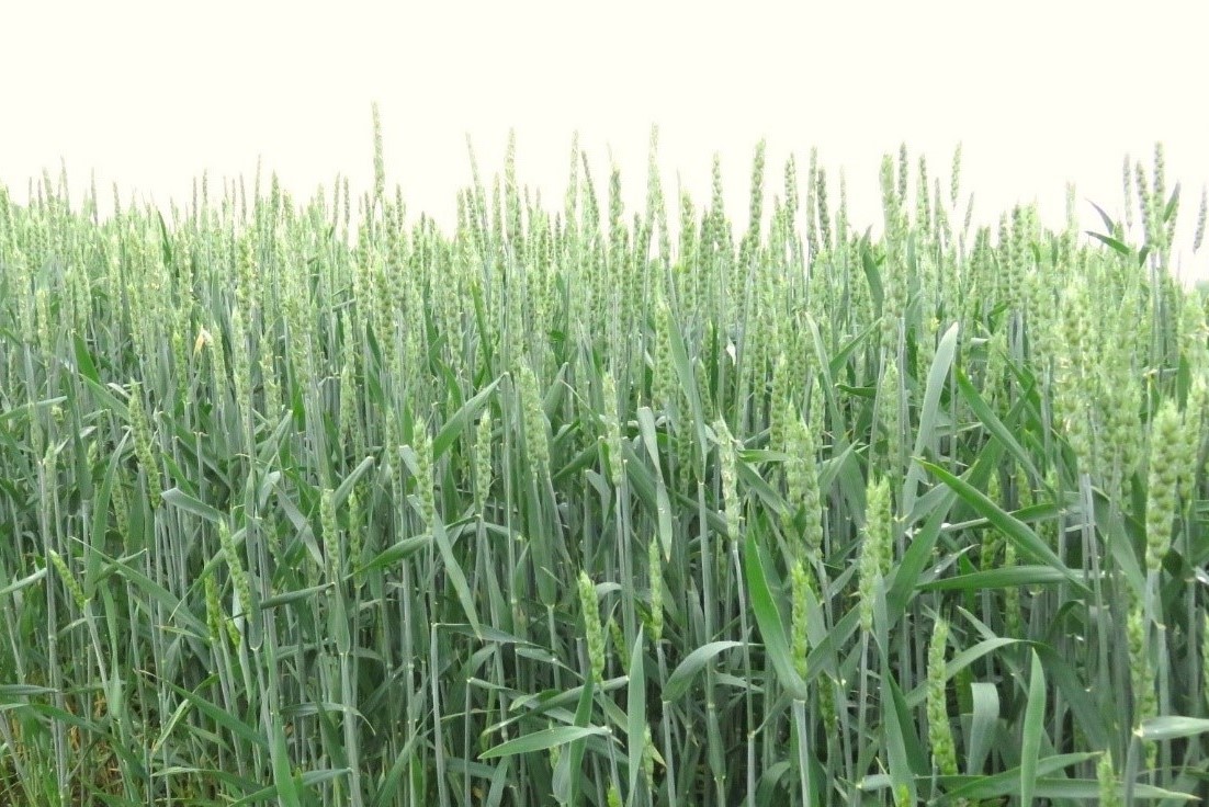 秋まき小麦の青穂