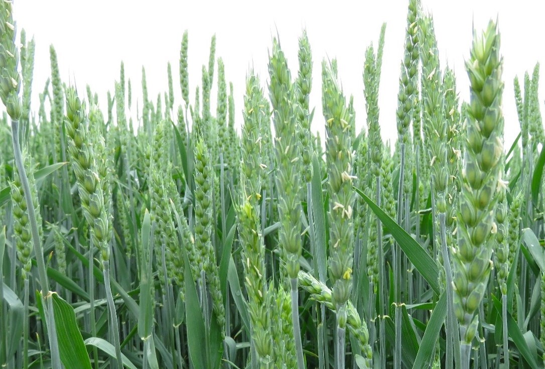 秋まき小麦の花