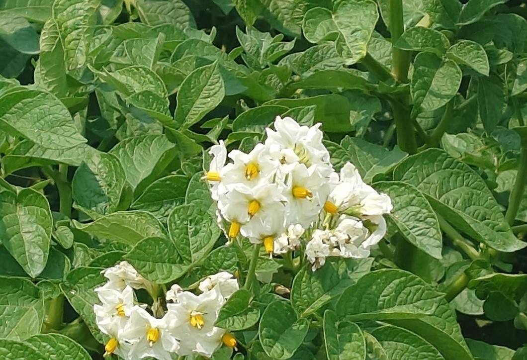ジャガイモの花（北見市）