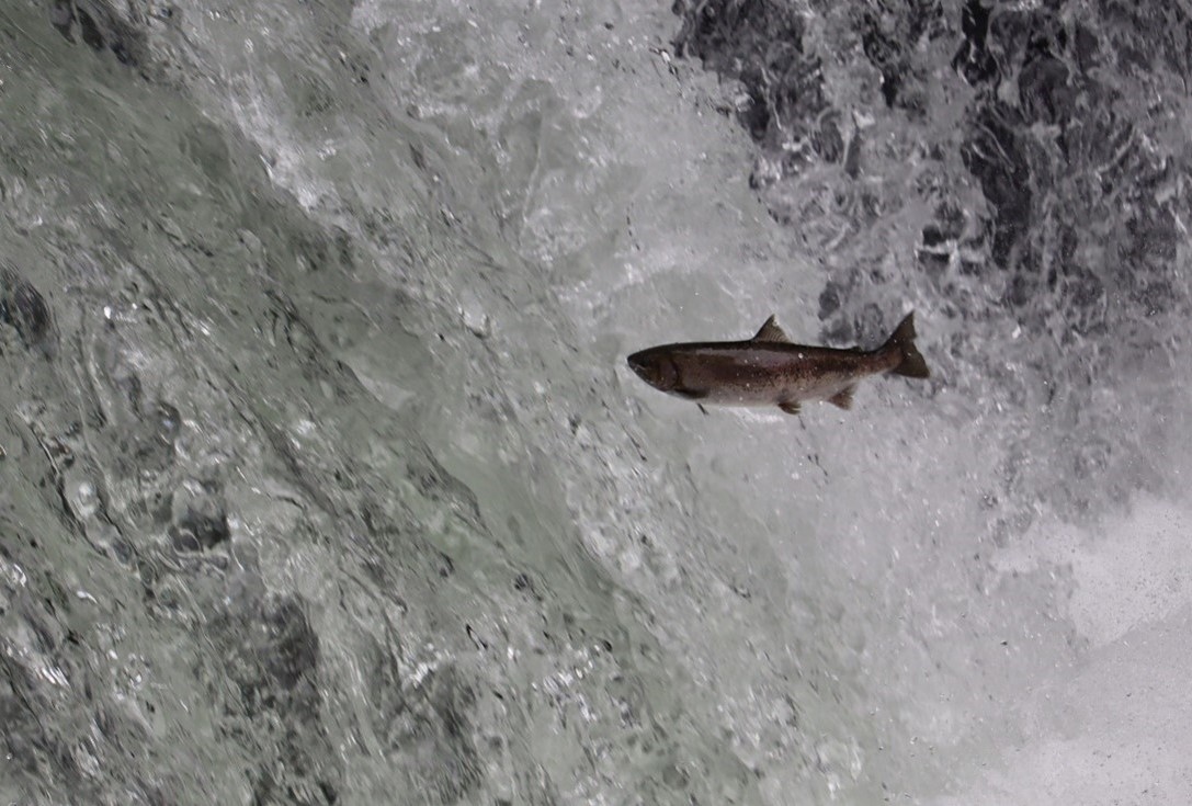 遡上するサクラマス