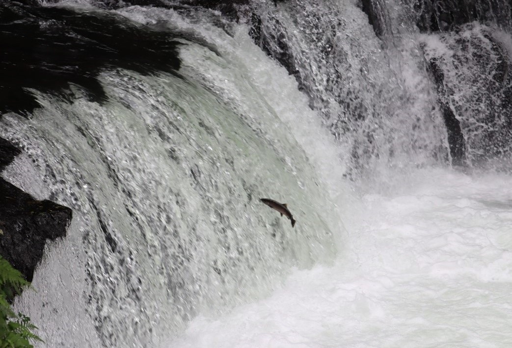 滝の激流に飛び込むサクラマス