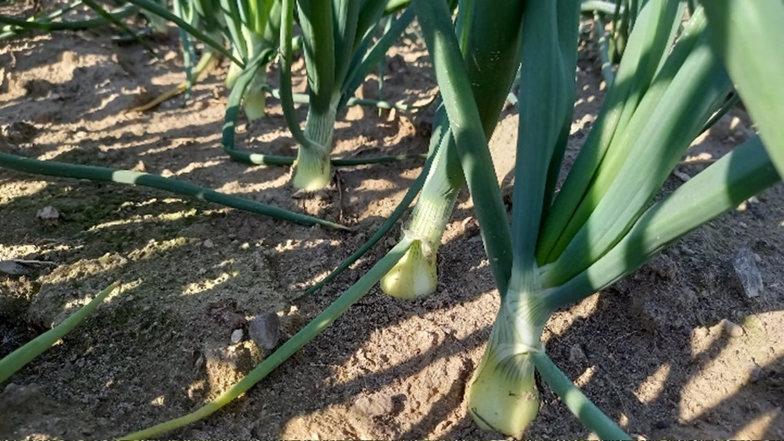 生長途中のたまねぎ