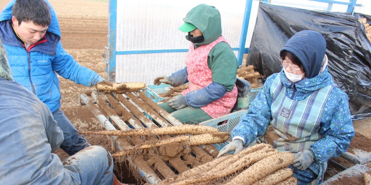 長いもの選別作業