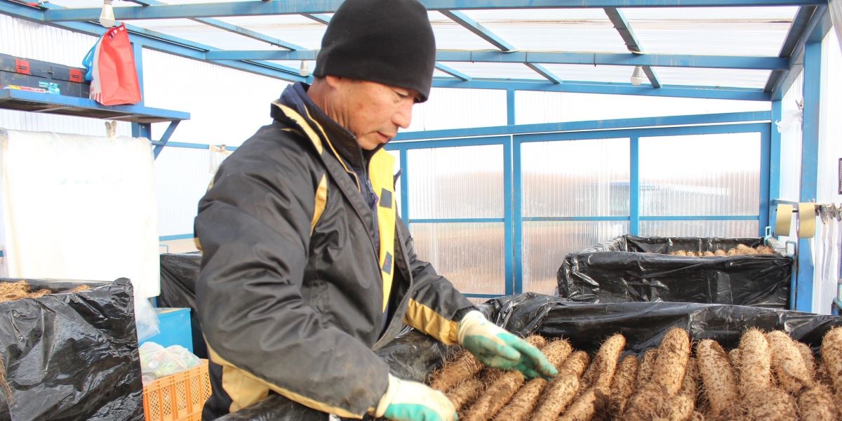 積み込んだ長いもを整理