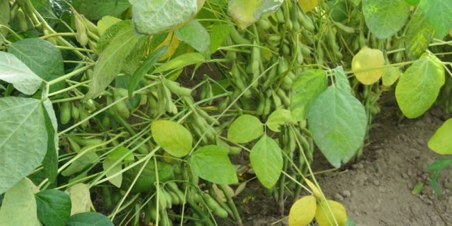 豆が日々大きくなる大豆