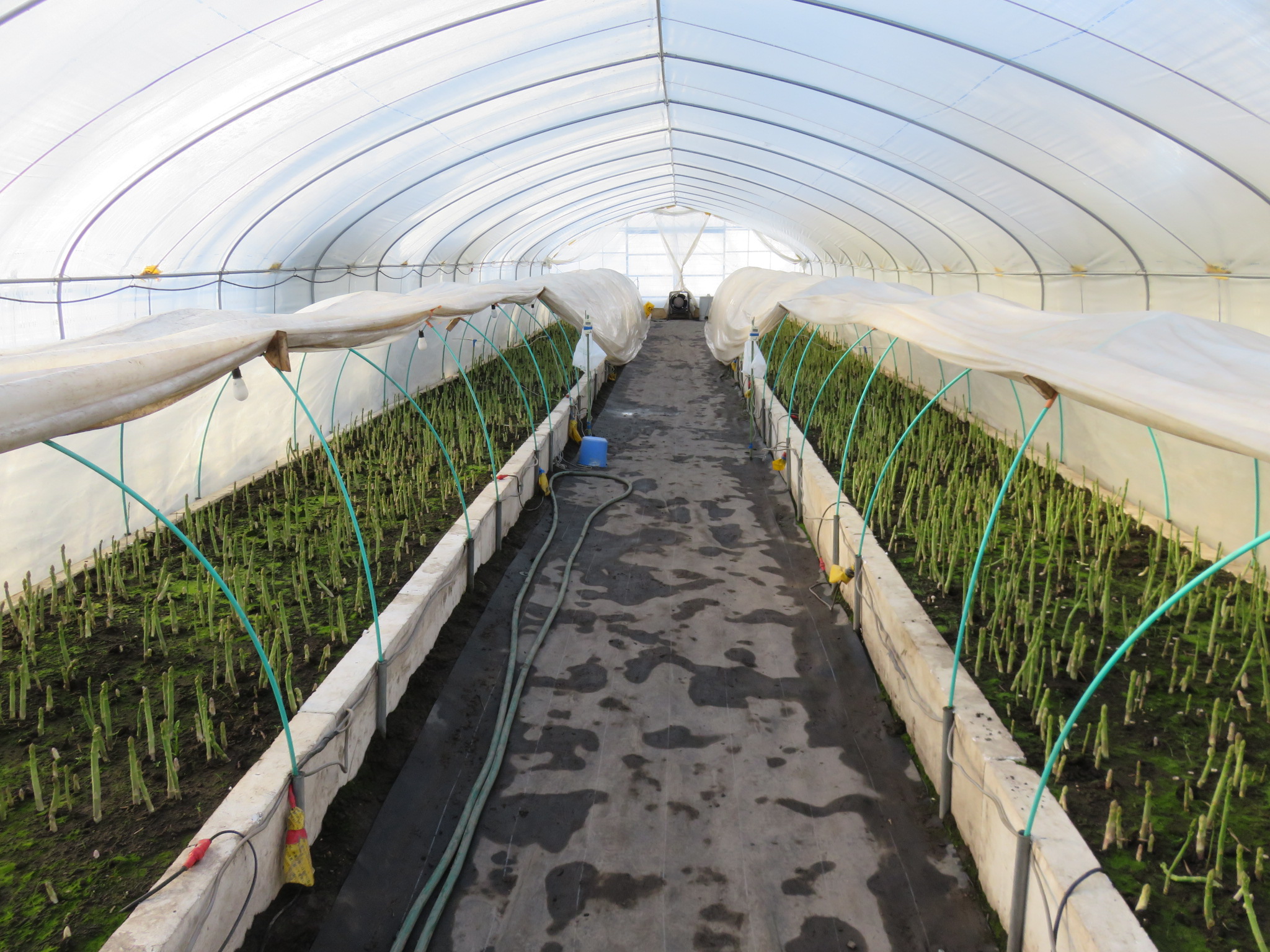 ハウス内部全体