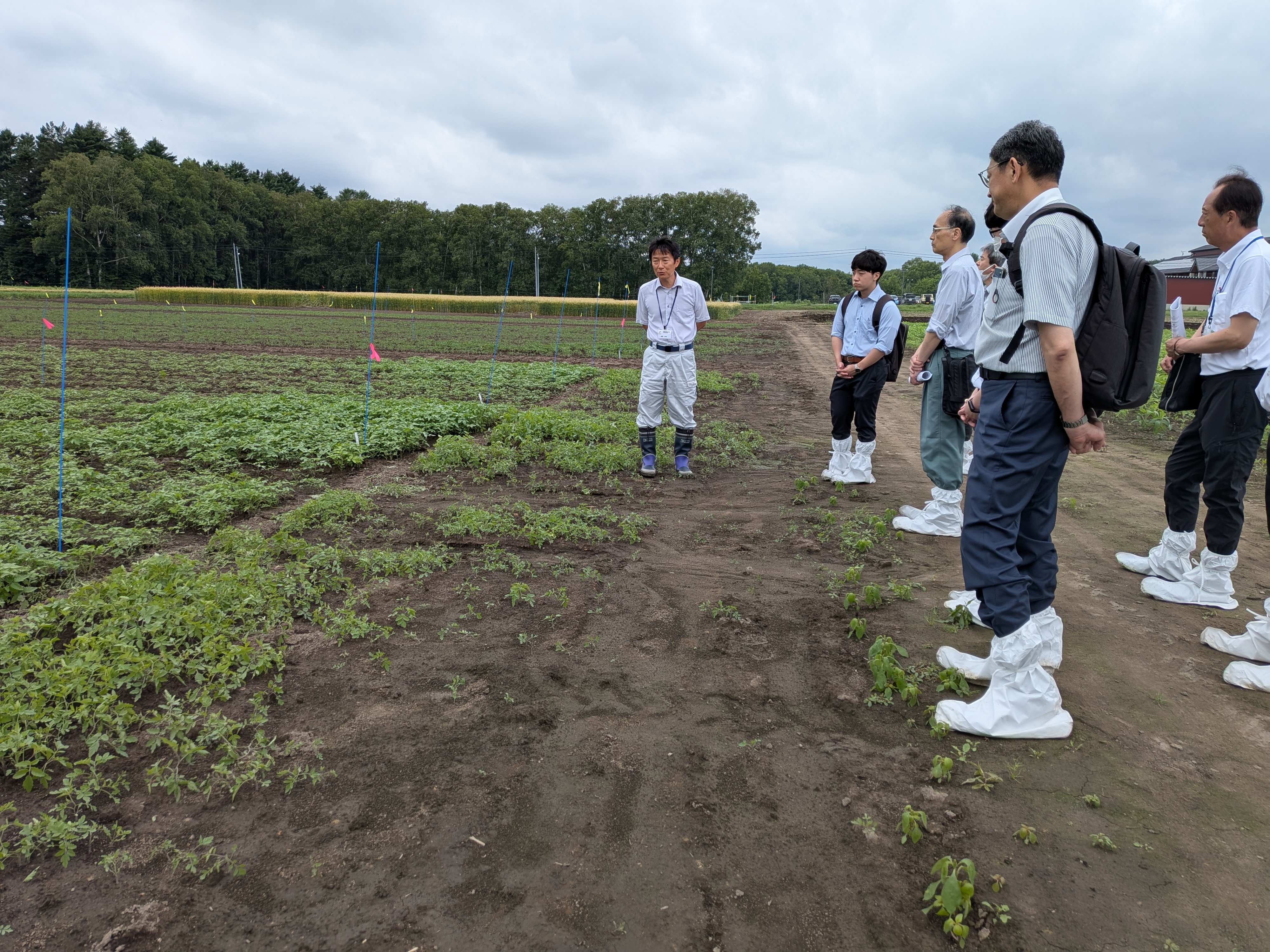ほ場見学の様子