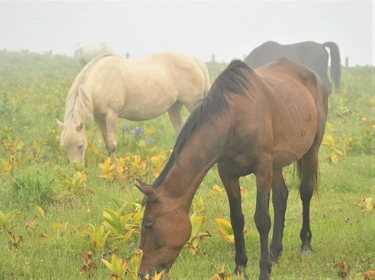 4 あやめヶ原と馬（霧）