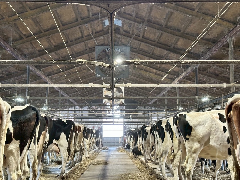 搾乳は繋ぎ牛舎で＊