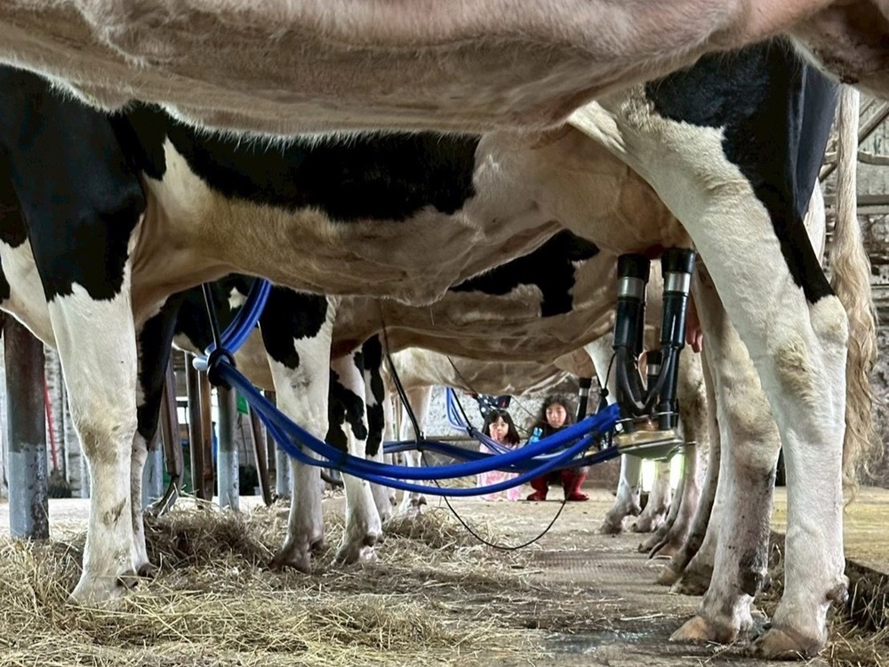 ミルカーで搾乳中＊