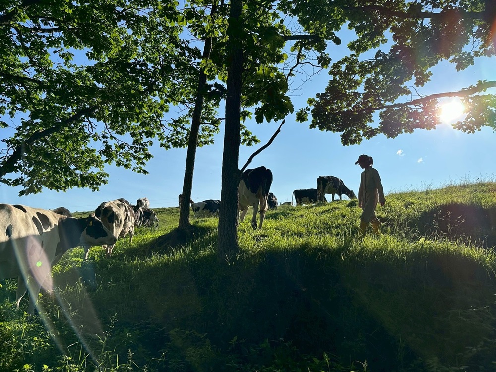 勾配がある草地も足腰の強い牛は問題なし＊