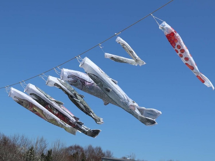 空を泳ぐ「鮭のぼり」とサケ稚魚放流式