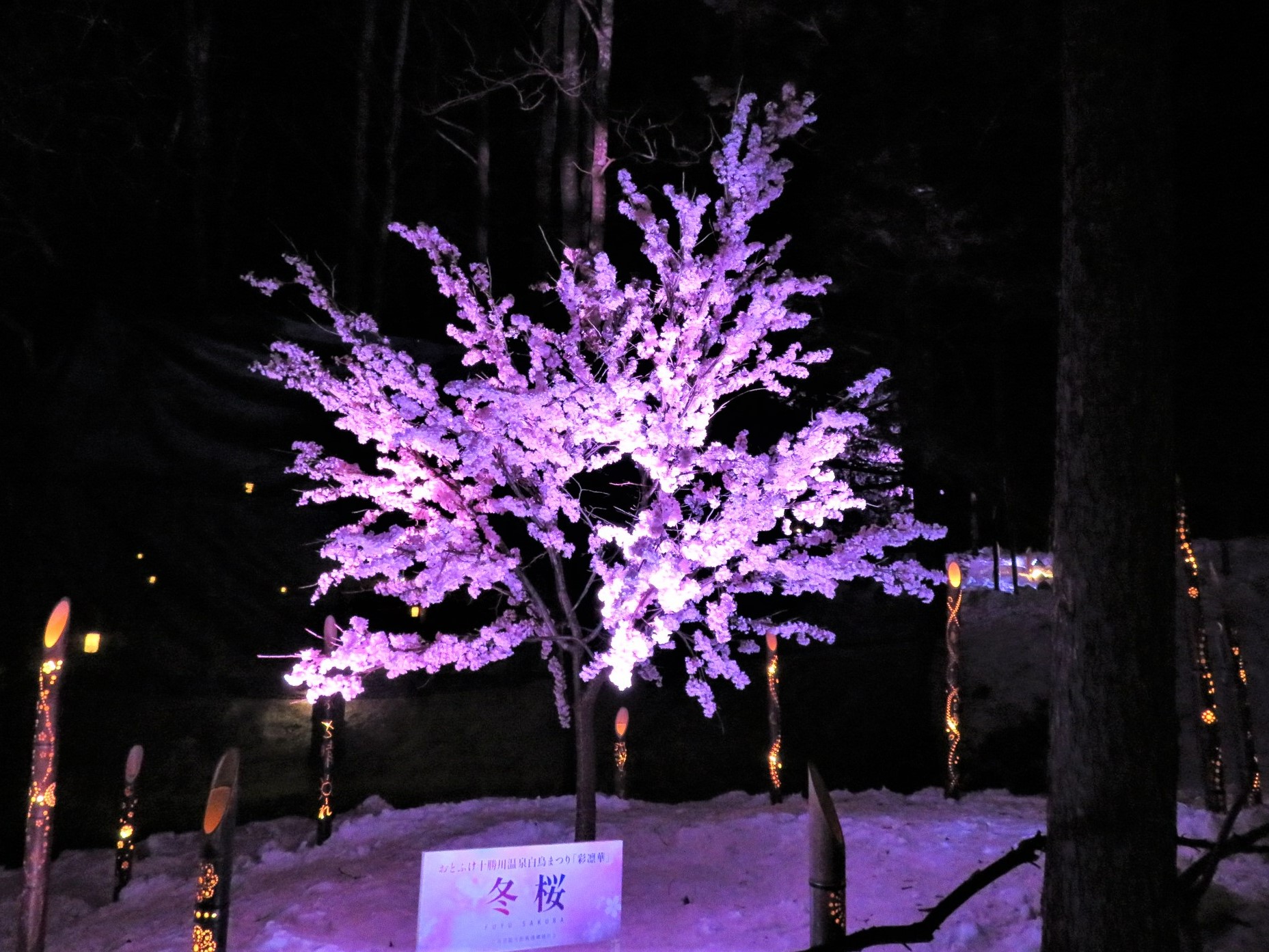 冬桜