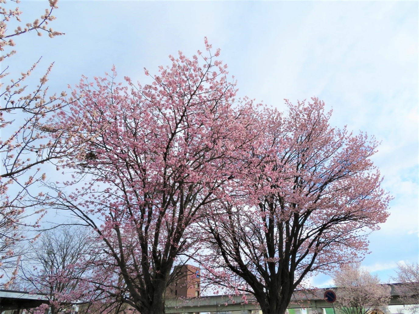 桜