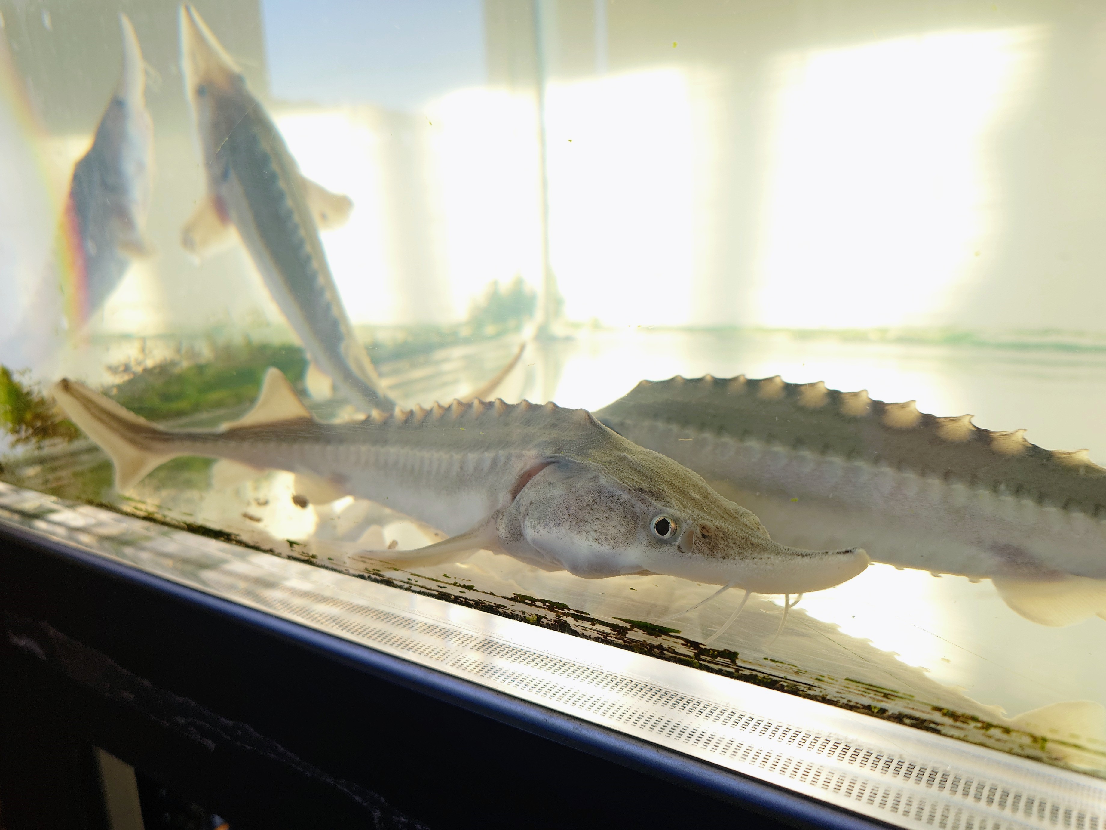 「道の駅 しかおい」のチョウザメ