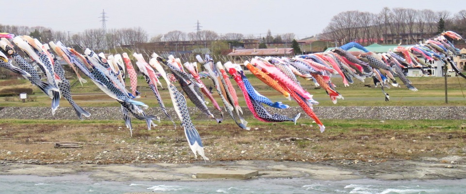 歴舟川清流鯉のぼり