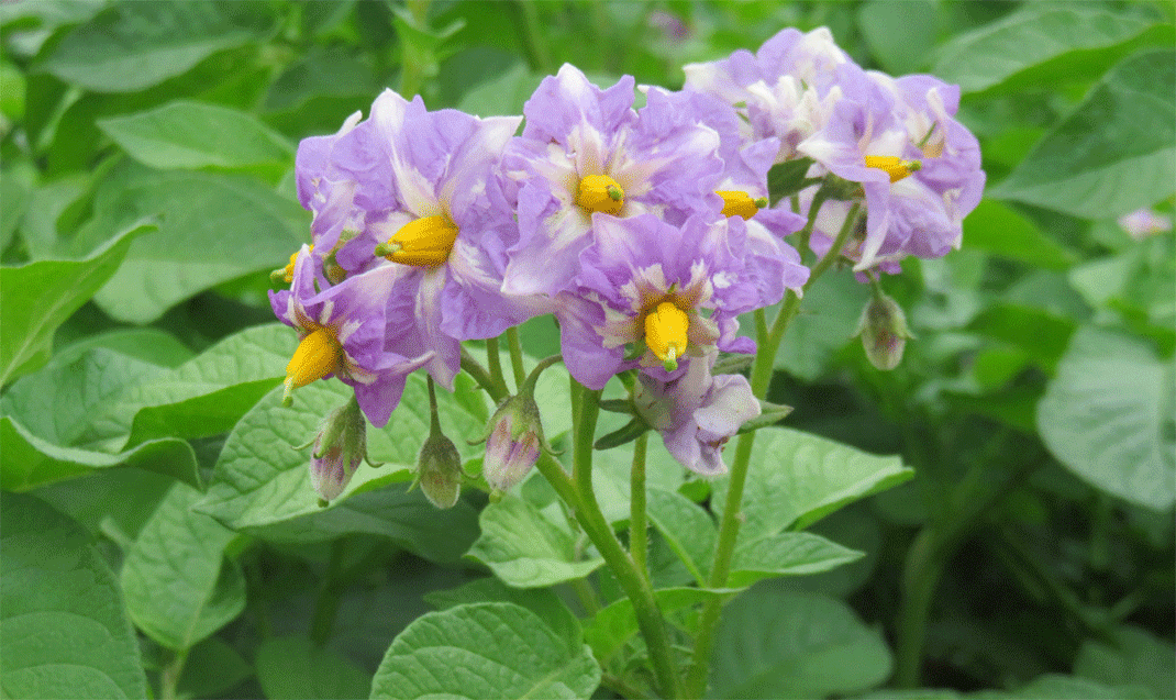ばれいしょの花