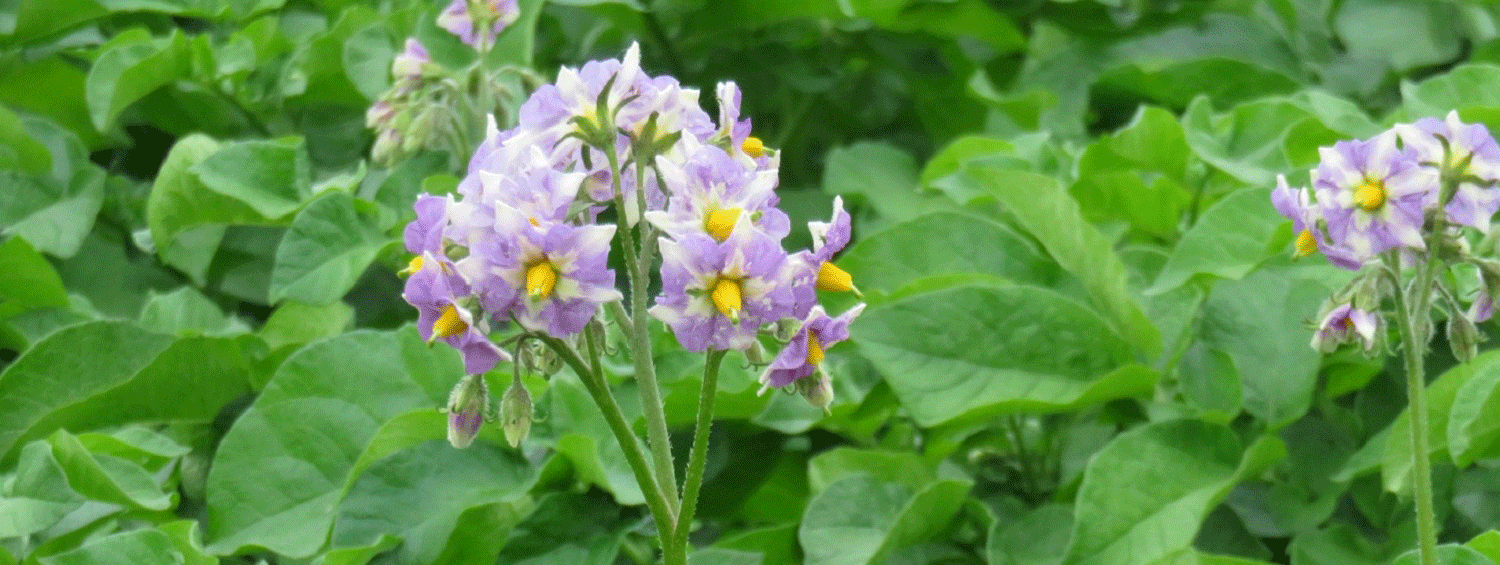 じゃがいもの花