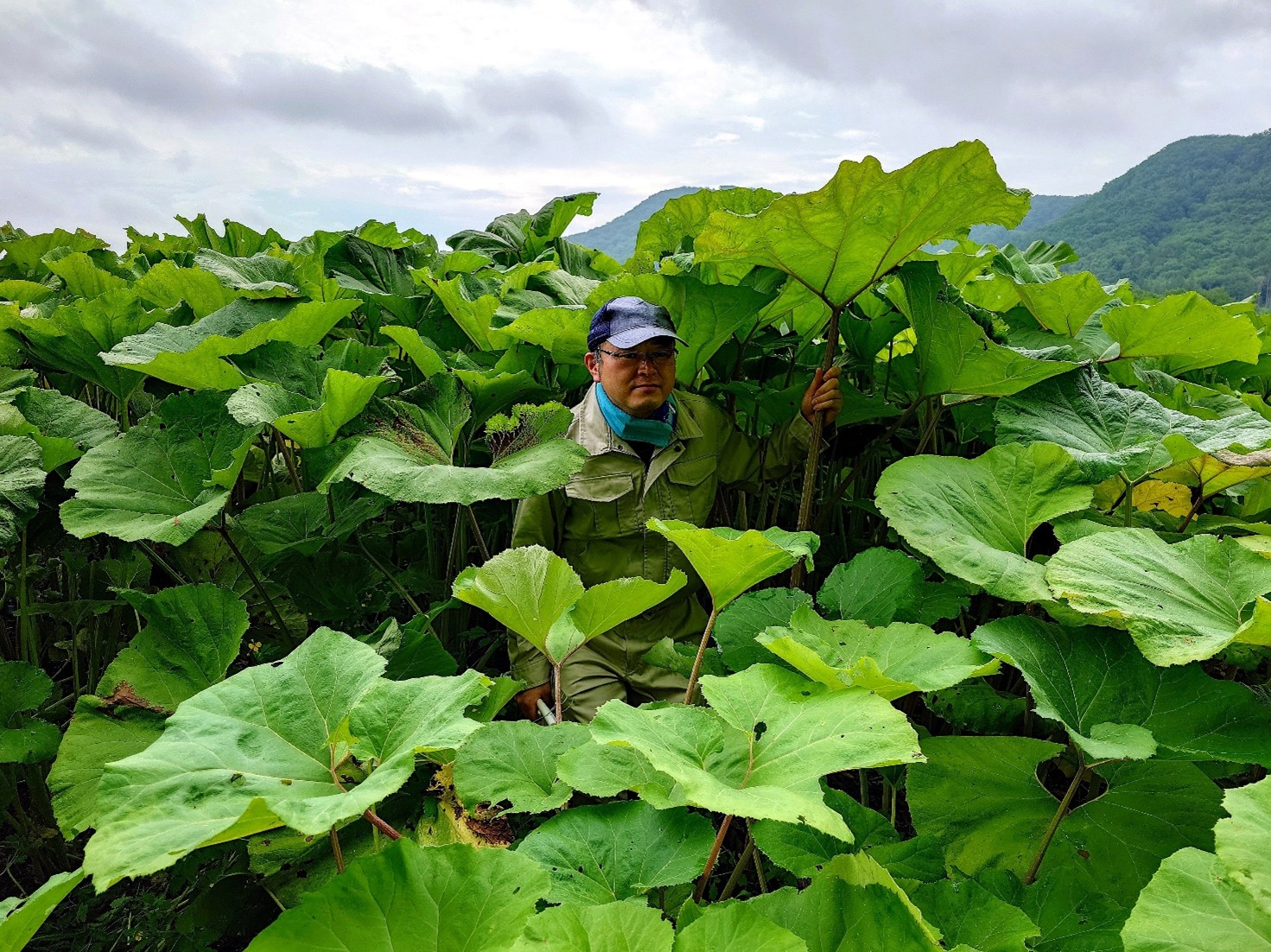 「ラワンぶき」刈り取りの風景