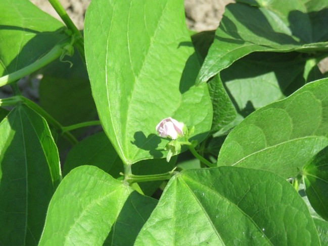 豆の花