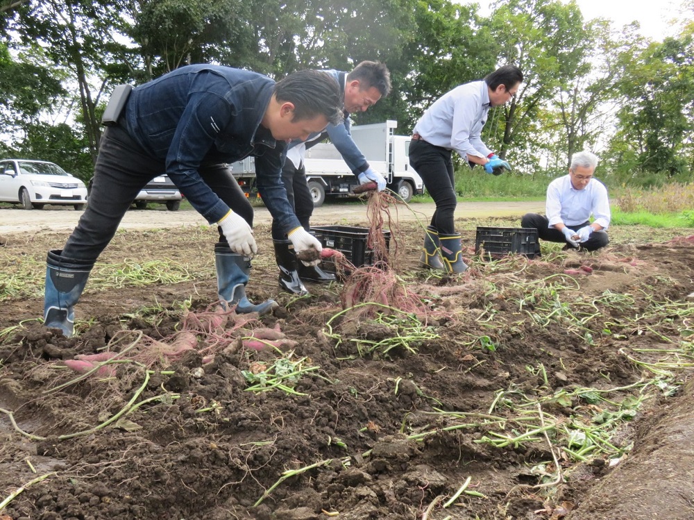 試験栽培さつまいも収穫の様子