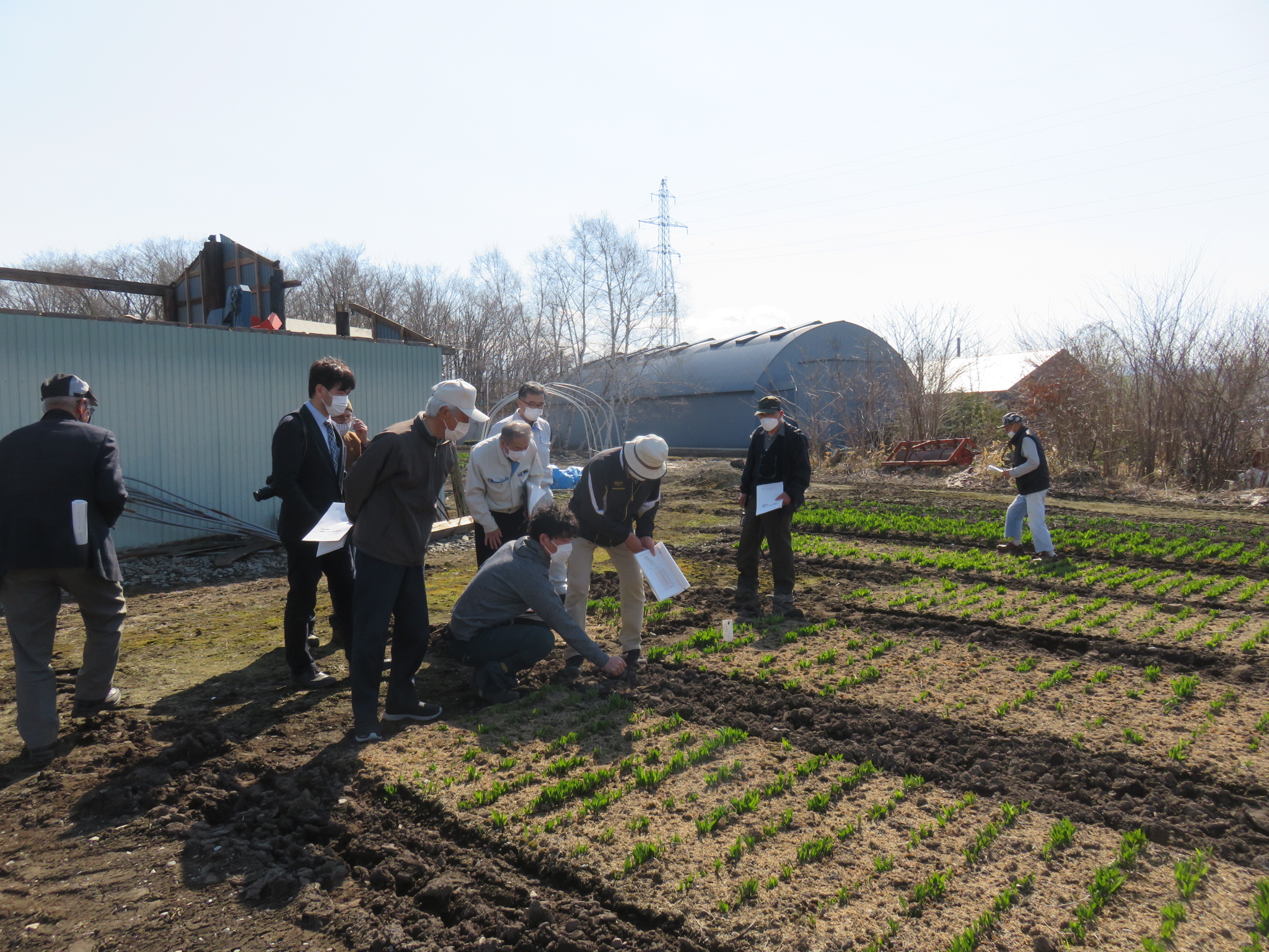 行者ニンニク圃場での作業工程