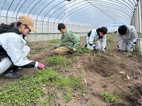 アスパラの雑草r取り（はるきち）