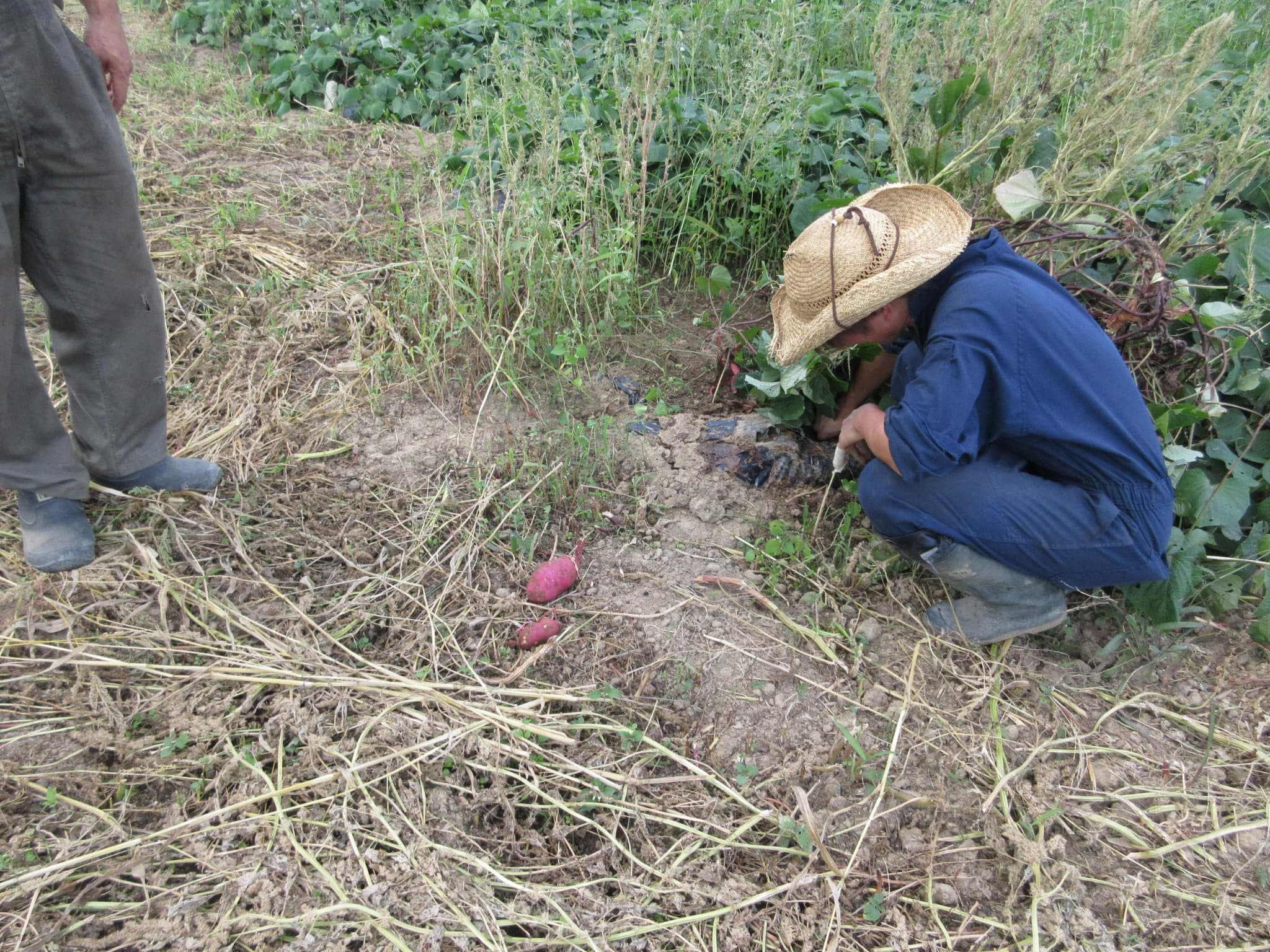 とれた小屋ふじい農場の有機JASさつまいも栽培の説明