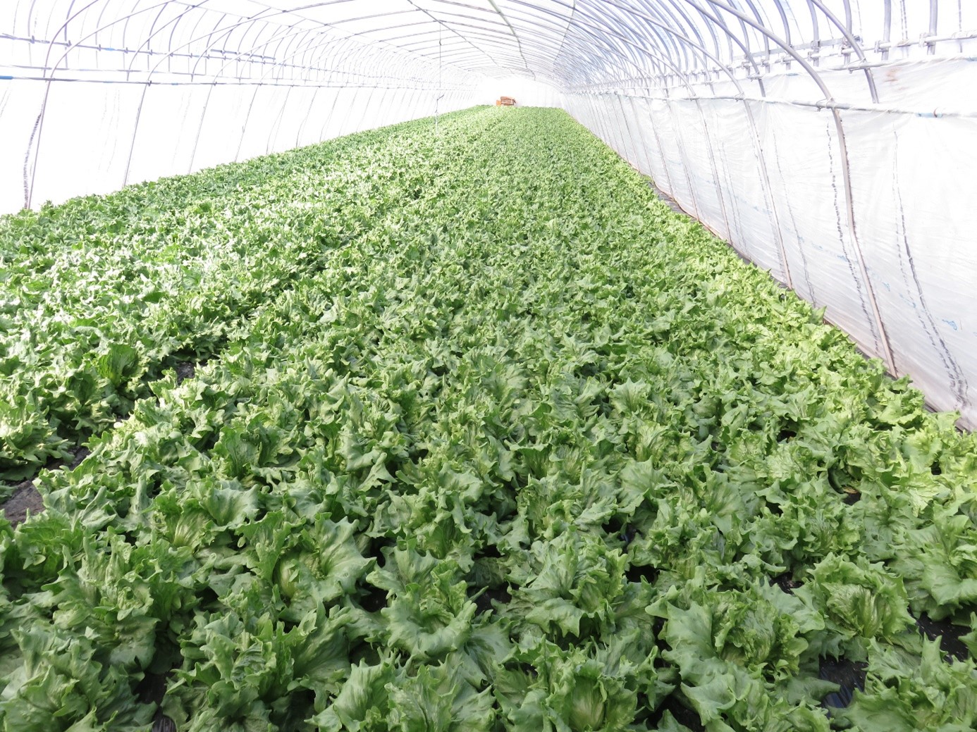 春の息吹を感じて、むかわ町の“春レタス”が収穫期を迎えました