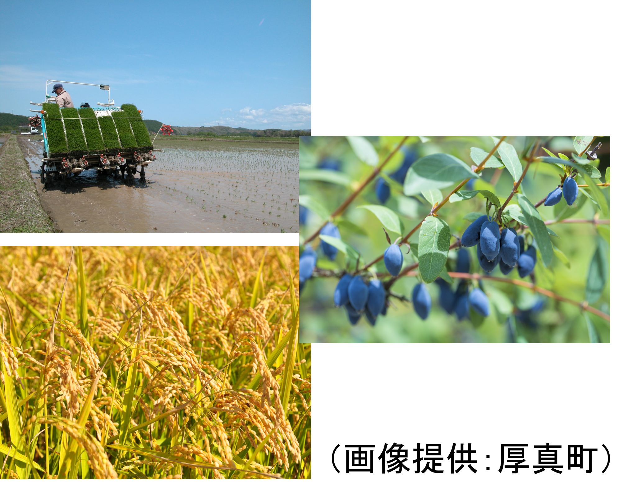 田植えの風景や稲穂、ハスカップの写真