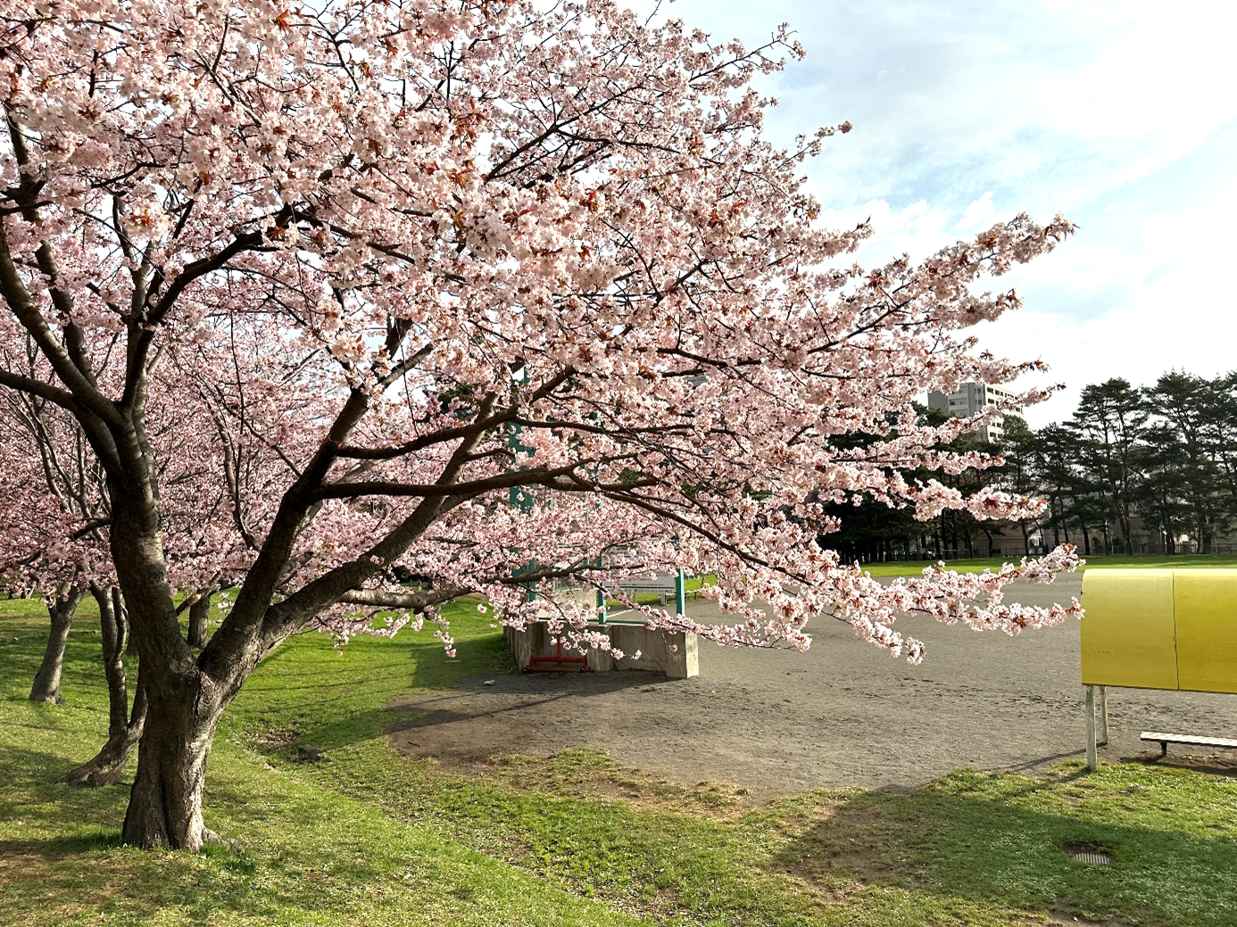 札幌に咲く桜