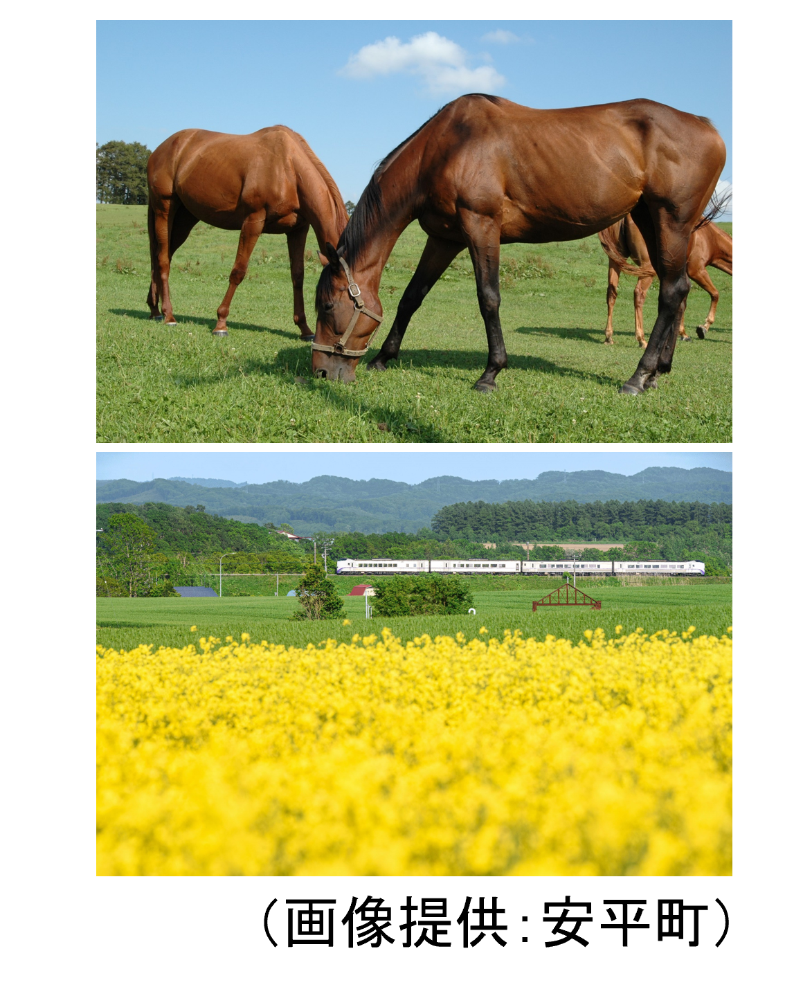 安平町の競走馬と菜の花