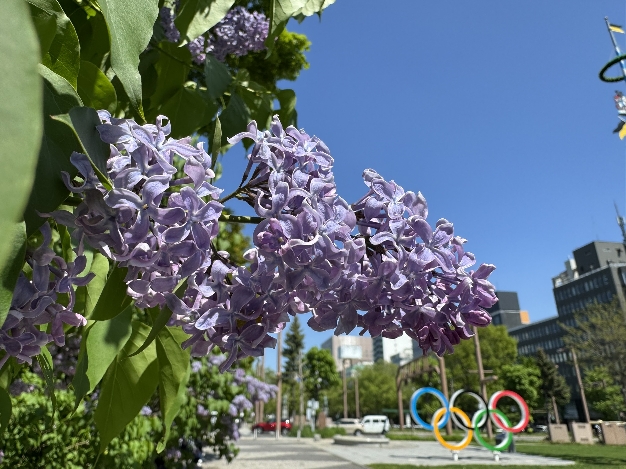 札幌に初夏の彩りを届けるライラック