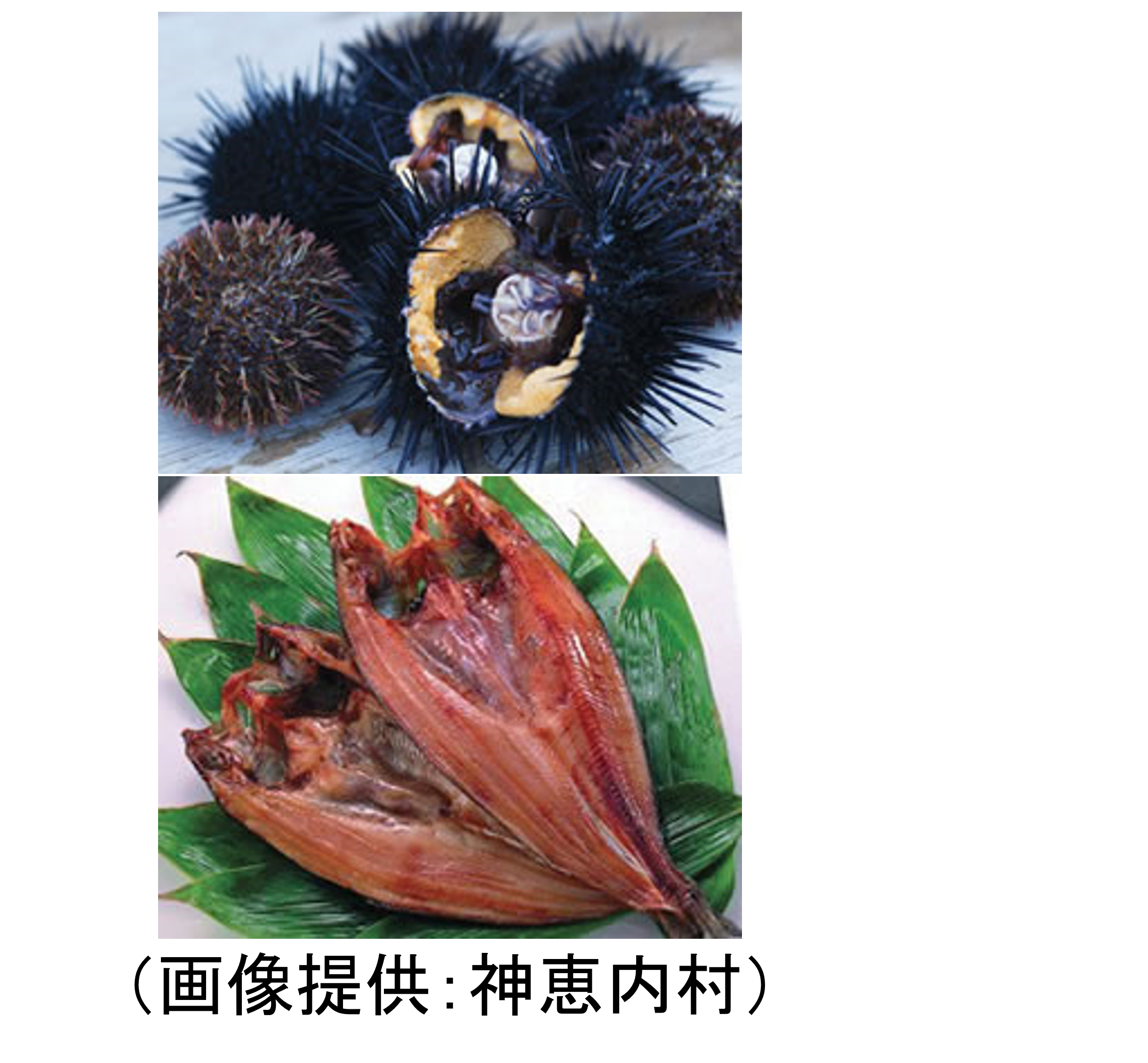 神恵内村産ウニとホッケ