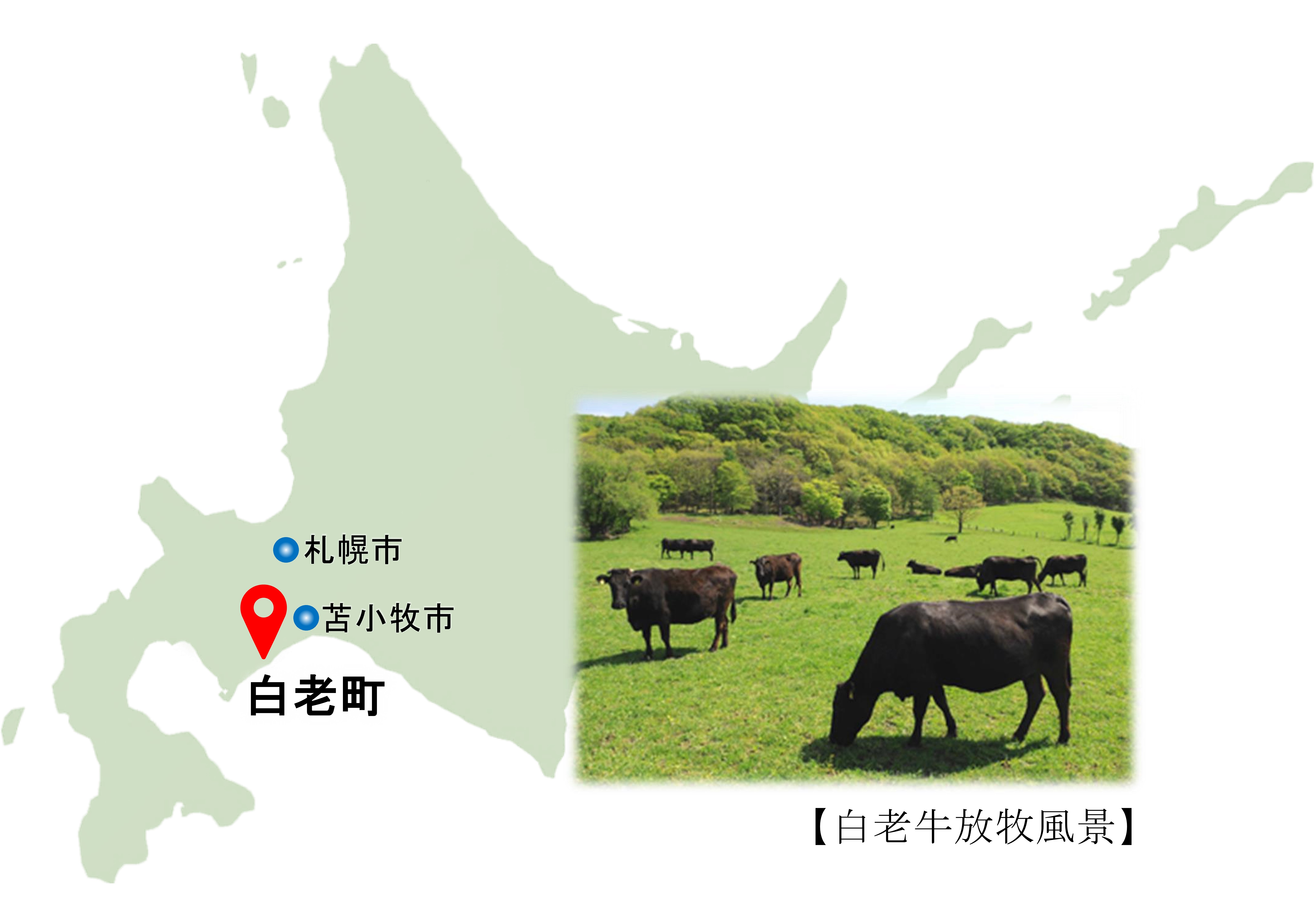 白老町
