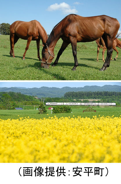 安平町の競走馬と菜の花