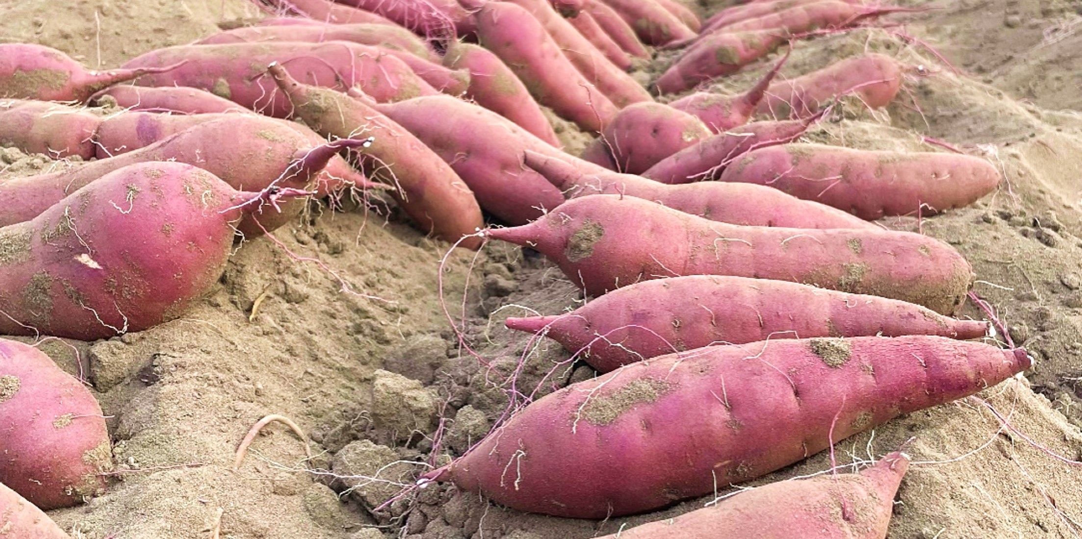 収穫したばかりのさつまいも（べにはるか）