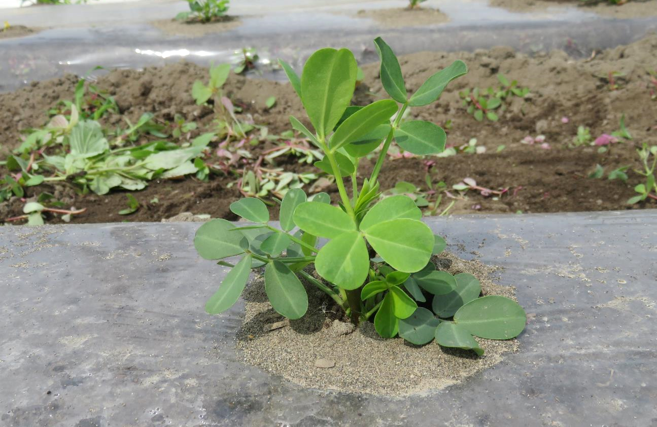 播種して20日後の落花生
