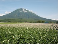羊蹄山のふもとのばれいしょ畑