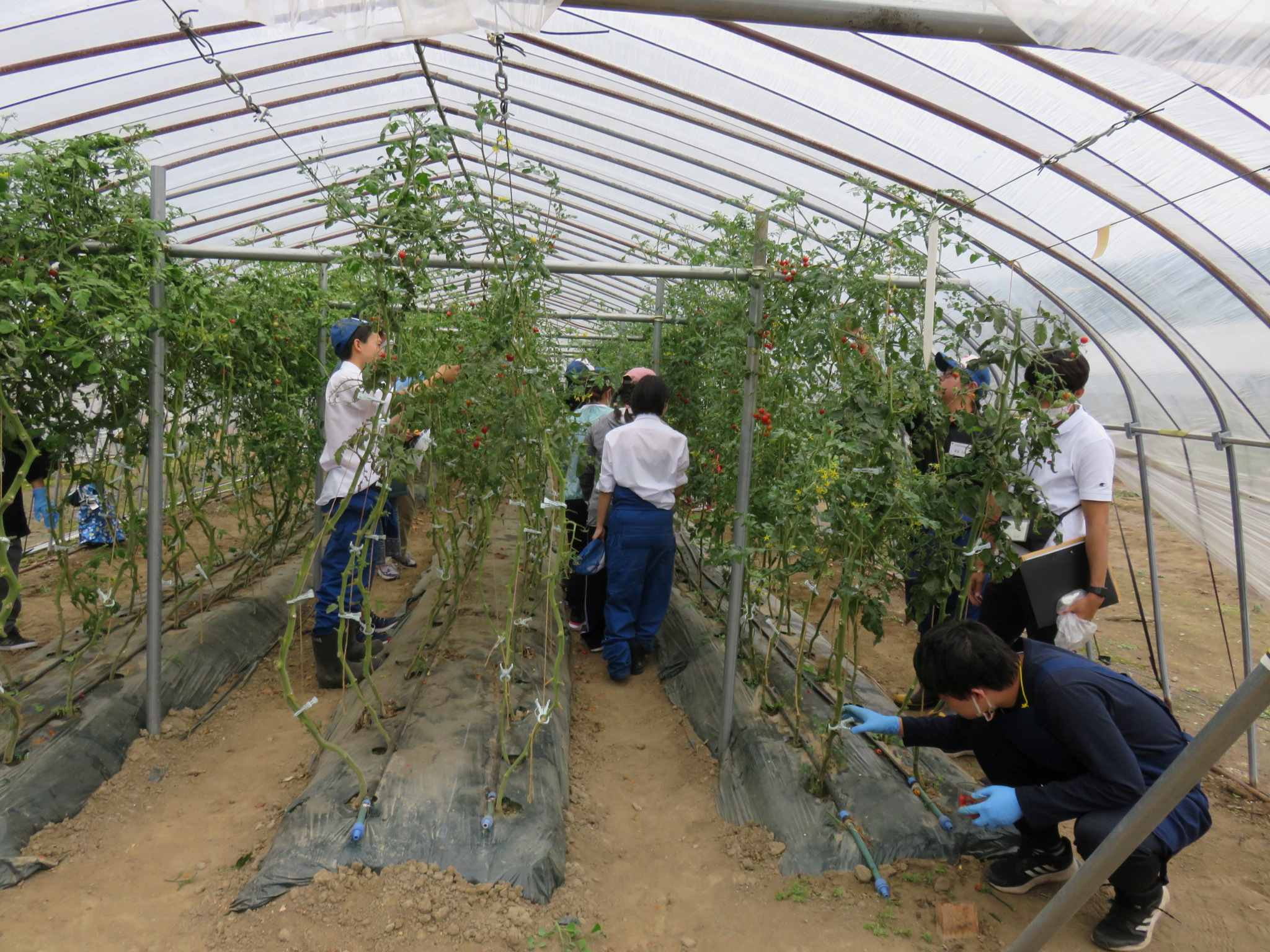 3班に分かれ作業開始