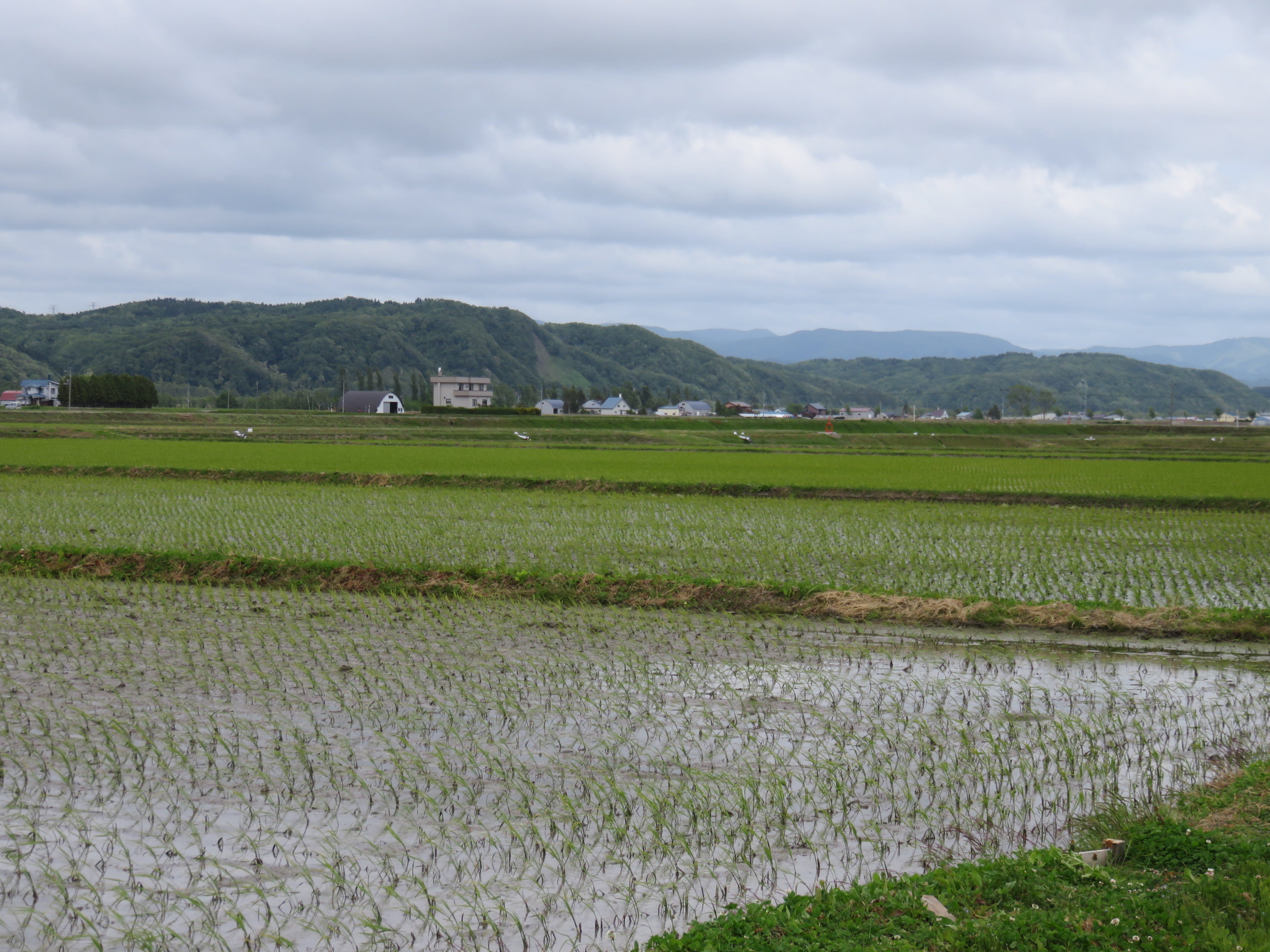 無農薬・減農薬栽培の水田.JPG