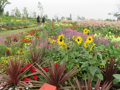 会場のシンボルの花、ひまわり(サンフィニティ)