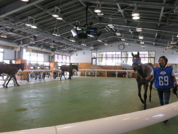 競りの順番を待つ馬(会場内)