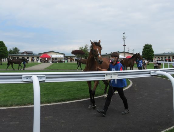 競りの順番を待つ馬(会場外)
