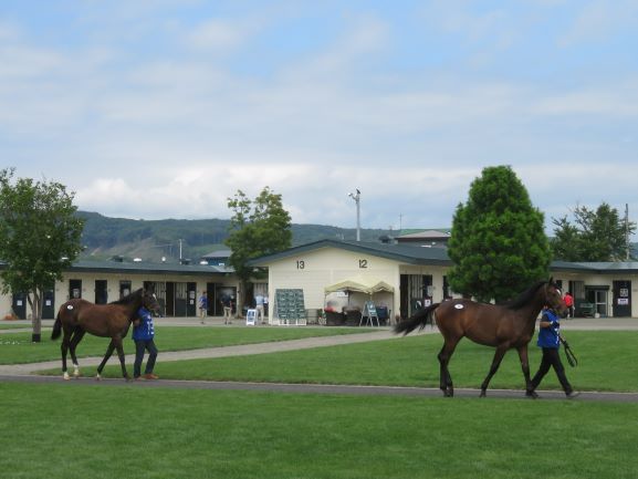 上場馬用の待機馬房2